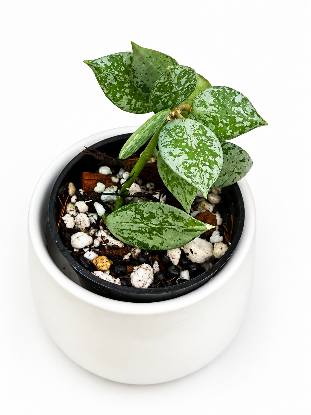 Hoya Lacunosa Variegated Bundle – Asami Clone, Minara, Bruno Tricolor & Leopard Skin