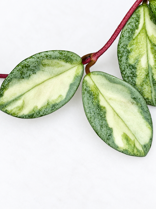 Hoya Carnosa Argentea Princess | Rare Variegated Hoya Unrooted Cutting