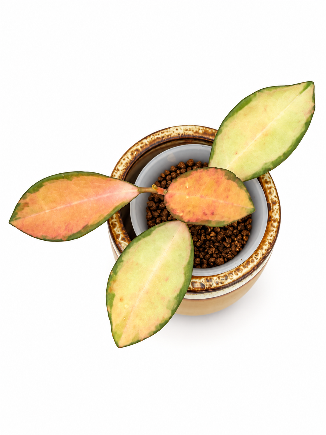 Hoya Elliptica Variegated | Rare Rooted Variegated Hoya