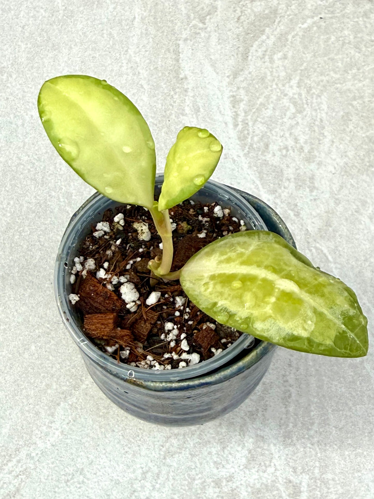Hoya Elliptica Variegated