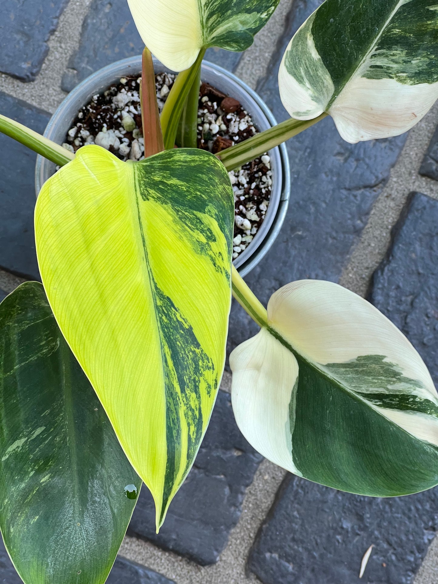 Philodendron Green Congo