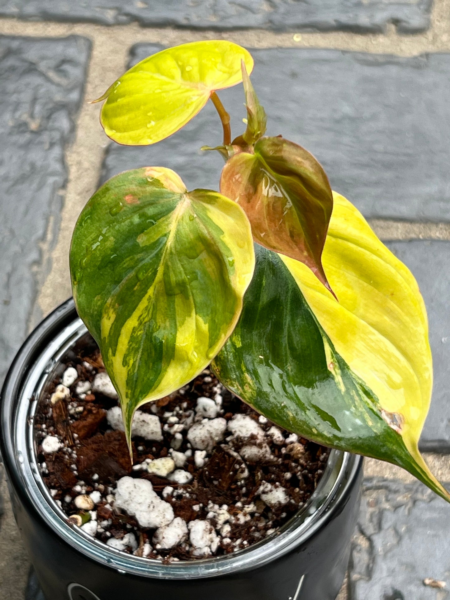 Philodendron Variegated Micans