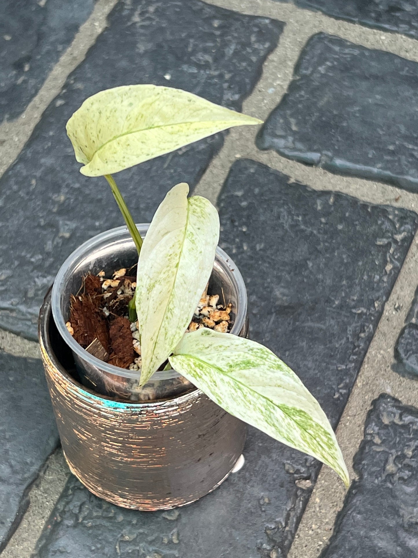 Monstera Laniata Variegated