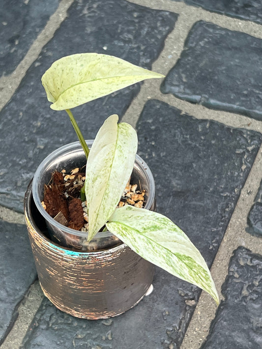 Monstera Laniata Variegated