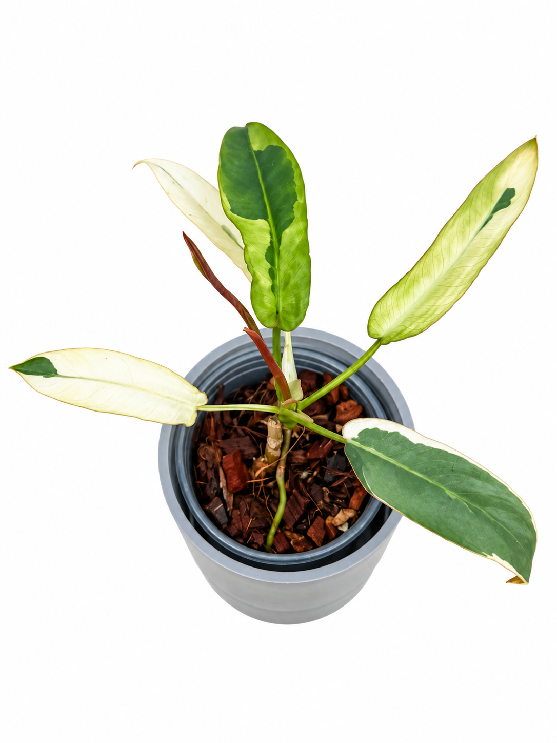 Philodendron Atabapoense Variegated