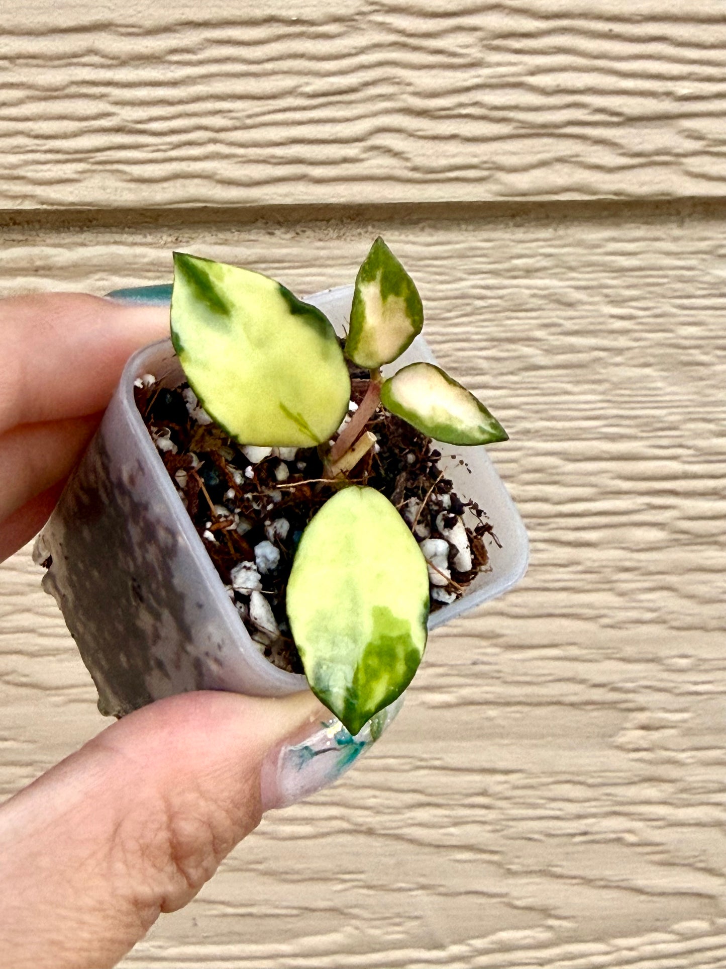 Hoya Lacunosa Minara Variegated