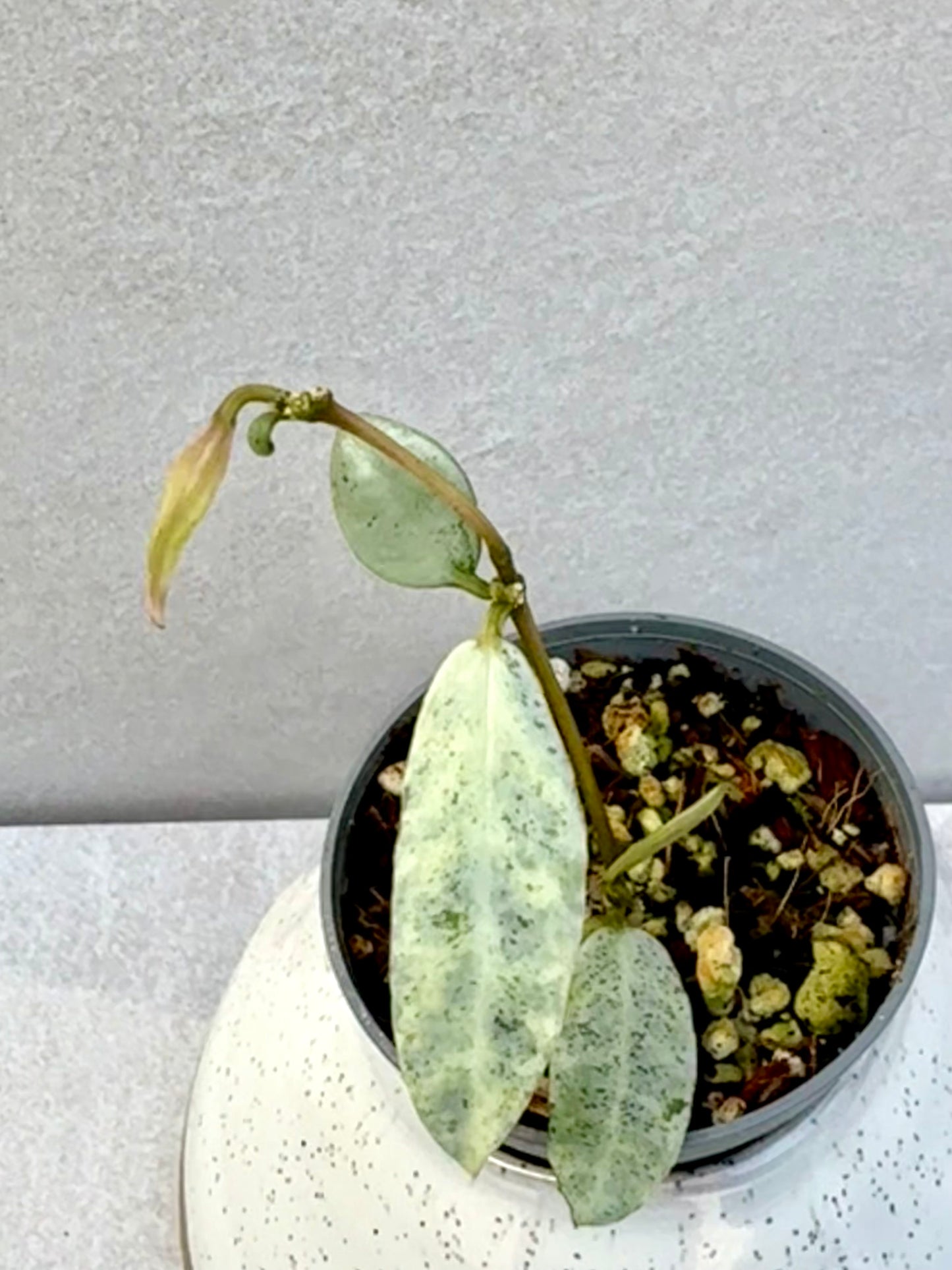 Hoya Winter Pandora