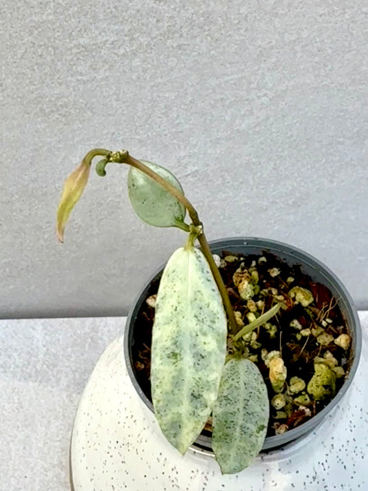 Hoya Winter Pandora