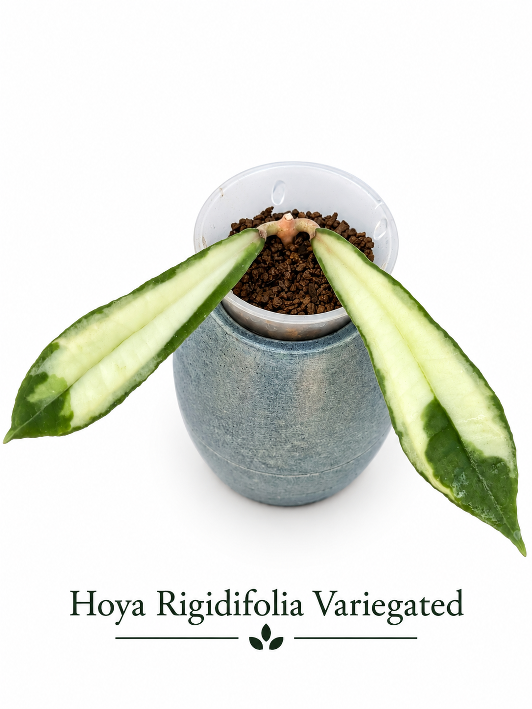 Hoya Variegated Collection – 3 Rare Varieties | Rigidifolia, Phuwuaensis, and VL9