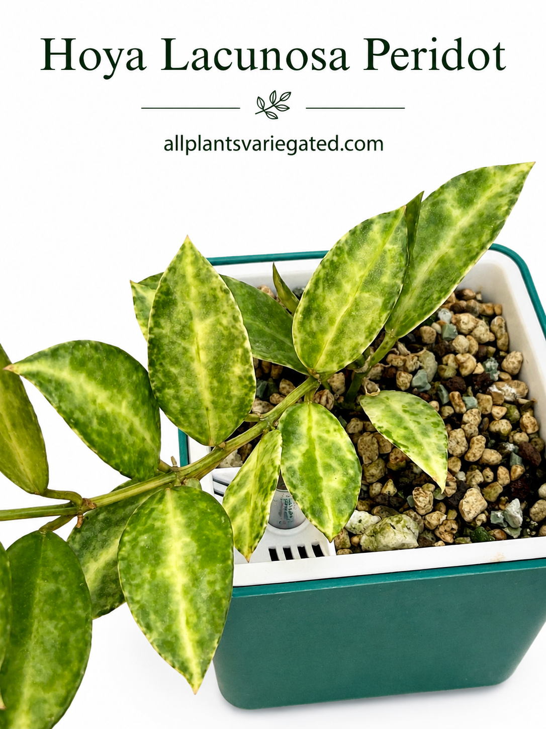 Rare Hoya Lacunosa Peridot | Unrooted Cutting