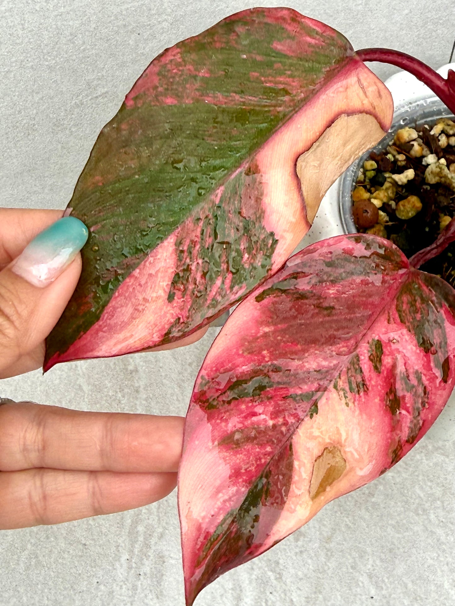 Philodendron Princess of Fire