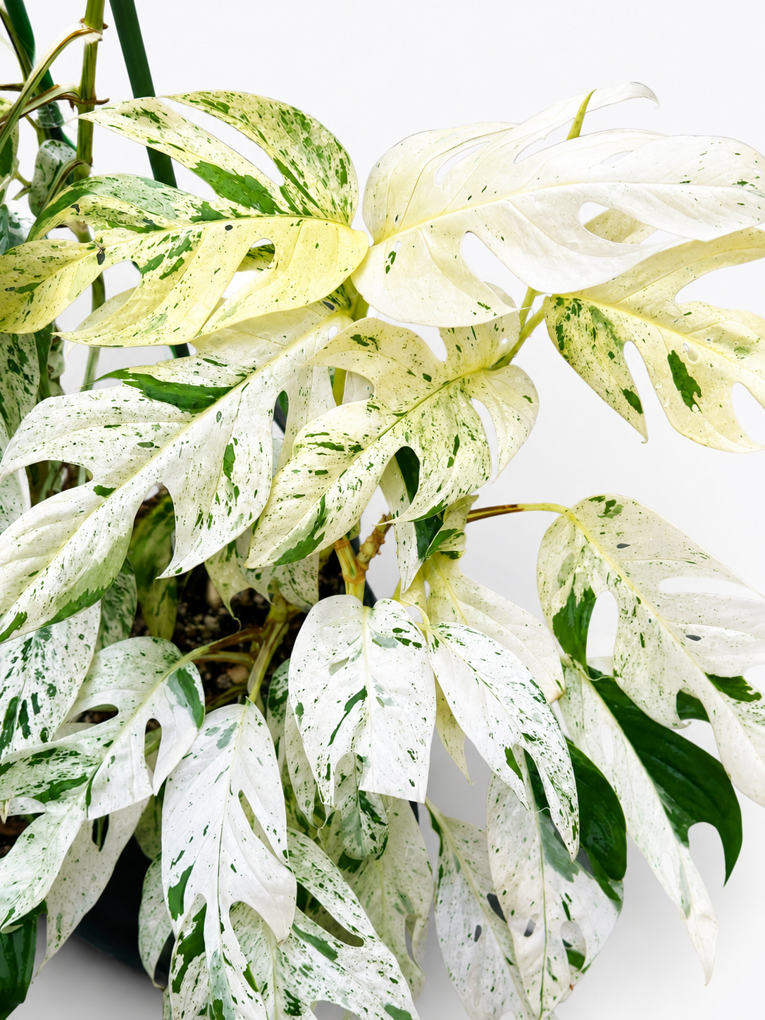 Epipremnum Pinnatum Marble Unrooted Cutting