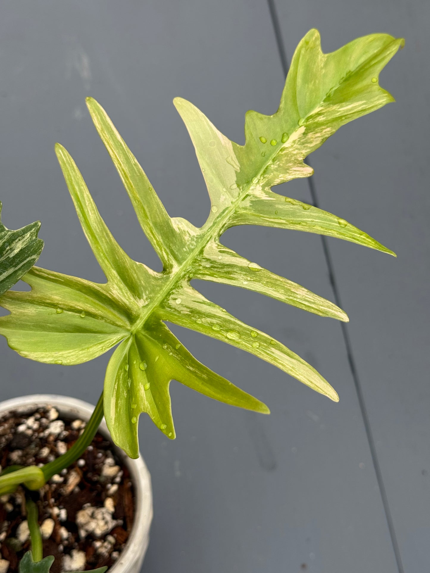 Philodendron Florida Beauty x Tortum