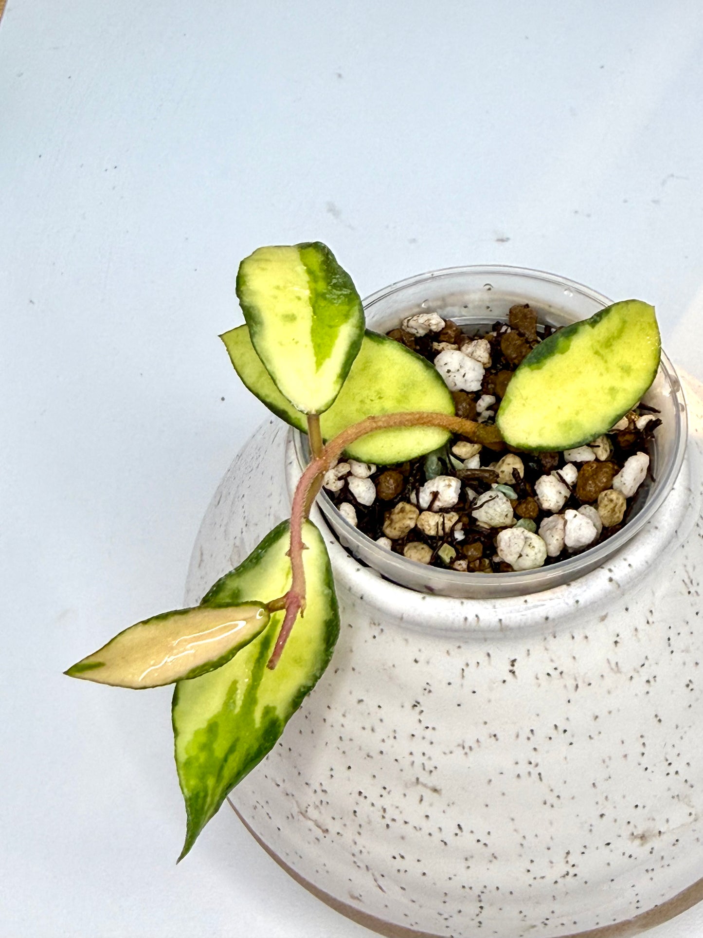 RARE Hoya Phuwuaensis Variegated