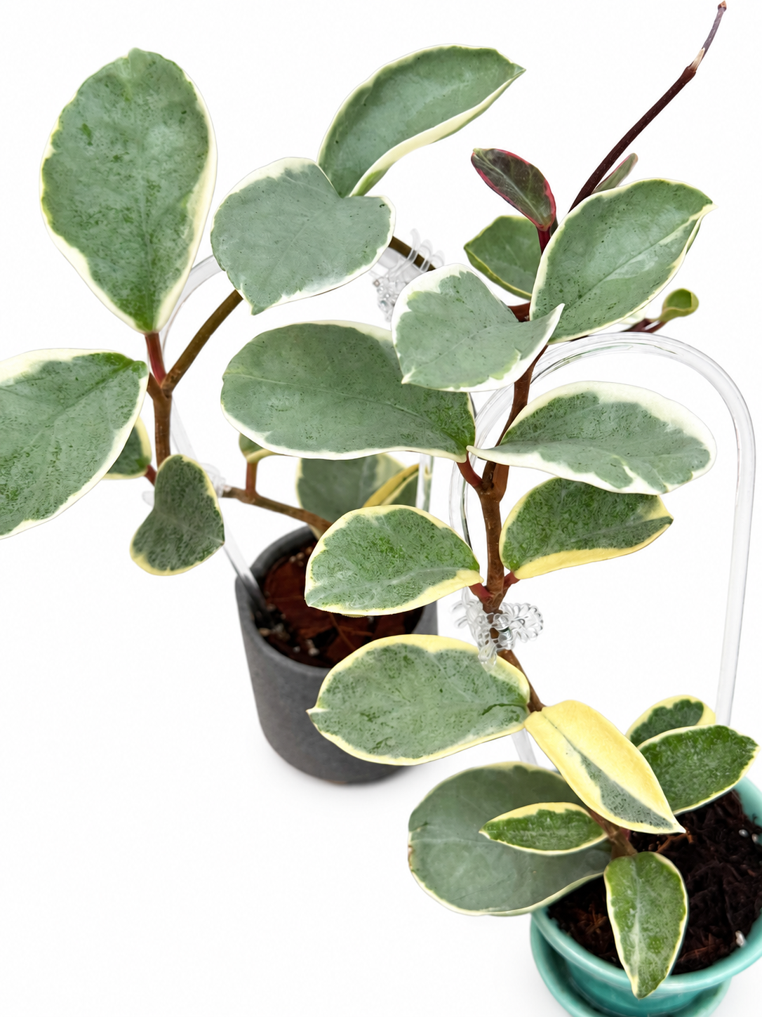 Hoya Carnosa Argentea Picta | Rare Variegated Hoya Unrooted Cutting