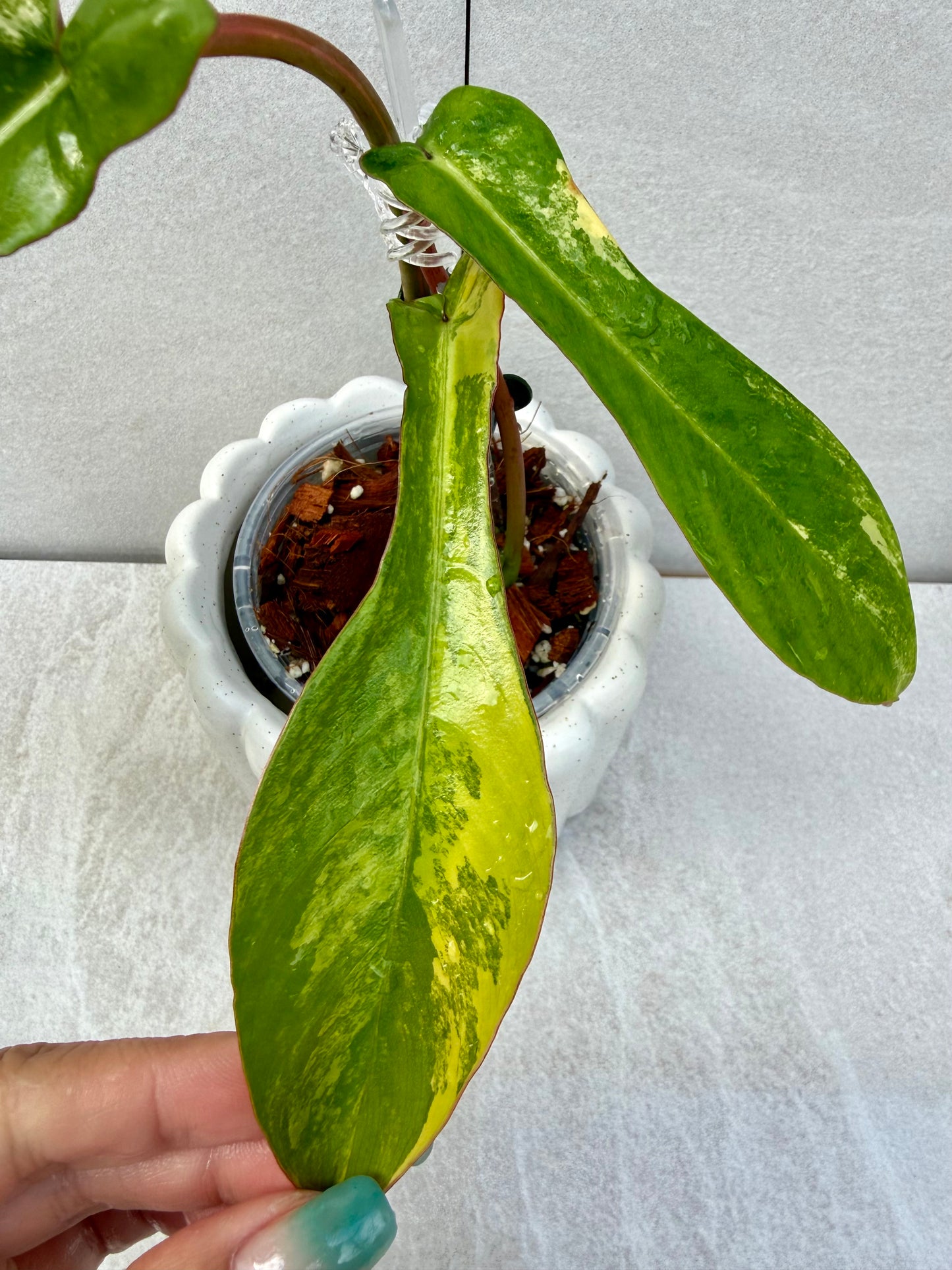 Philodendron Joepii Variegated
