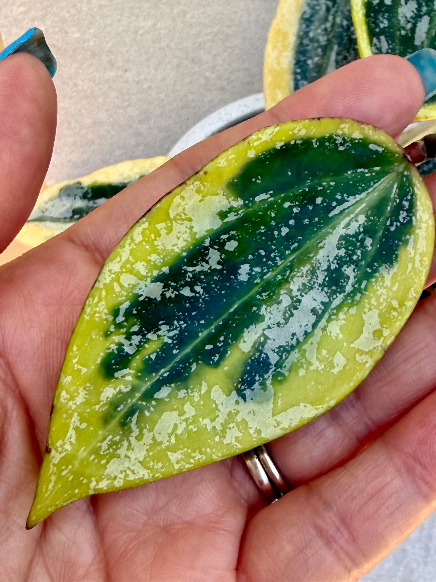 Hoya Rangsan Albo unrooted cutting - Grower’s choice