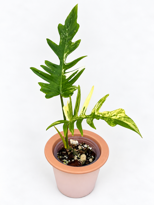 Philodendron Florida Beauty x Tortum