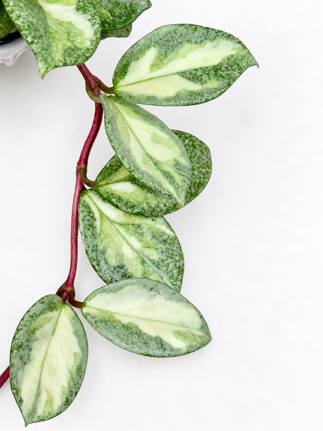 Hoya Carnosa Argentea Princess | Rare Variegated Hoya Unrooted Cutting