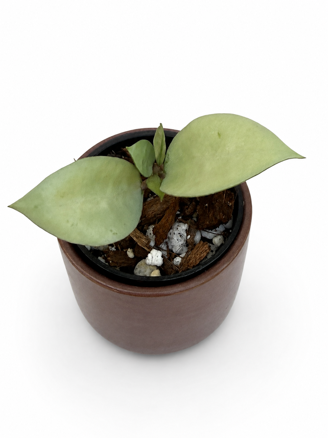 Hoya Kirana Silver | Rooted Hoya