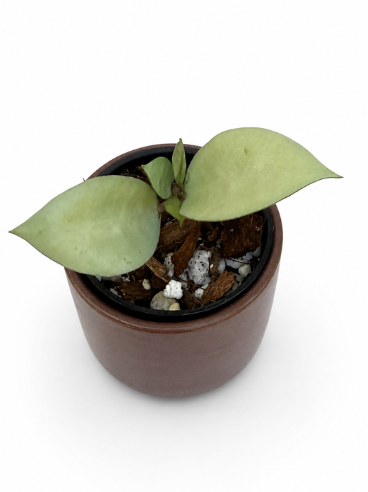 Hoya Kirana Silver | Rooted Hoya
