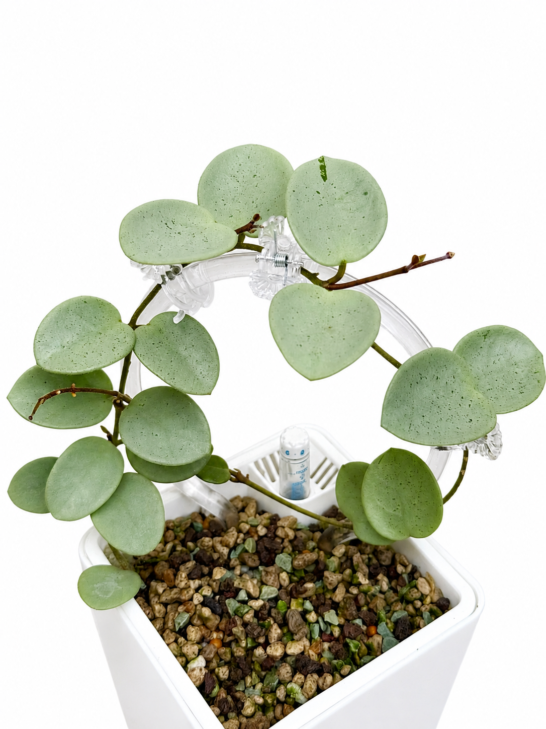 Hoya Grey Fairy unrooted cutting (1 node, 2 leaves - grower’s choice)