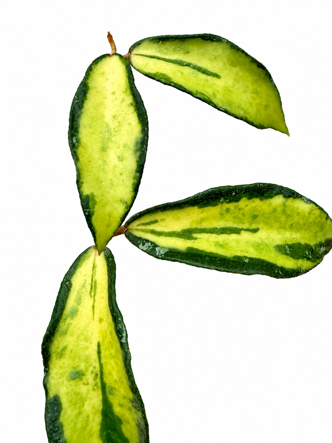RARE Hoya Phuwuaensis Variegated unrooted cutting (1 node, 2 leaves - grower’s choice)