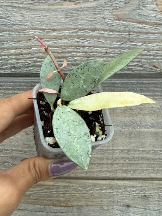 Hoya Winter Pandora
