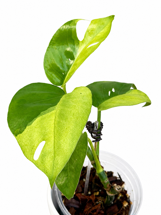 Epipremnum Pinnatum 'Phuket'