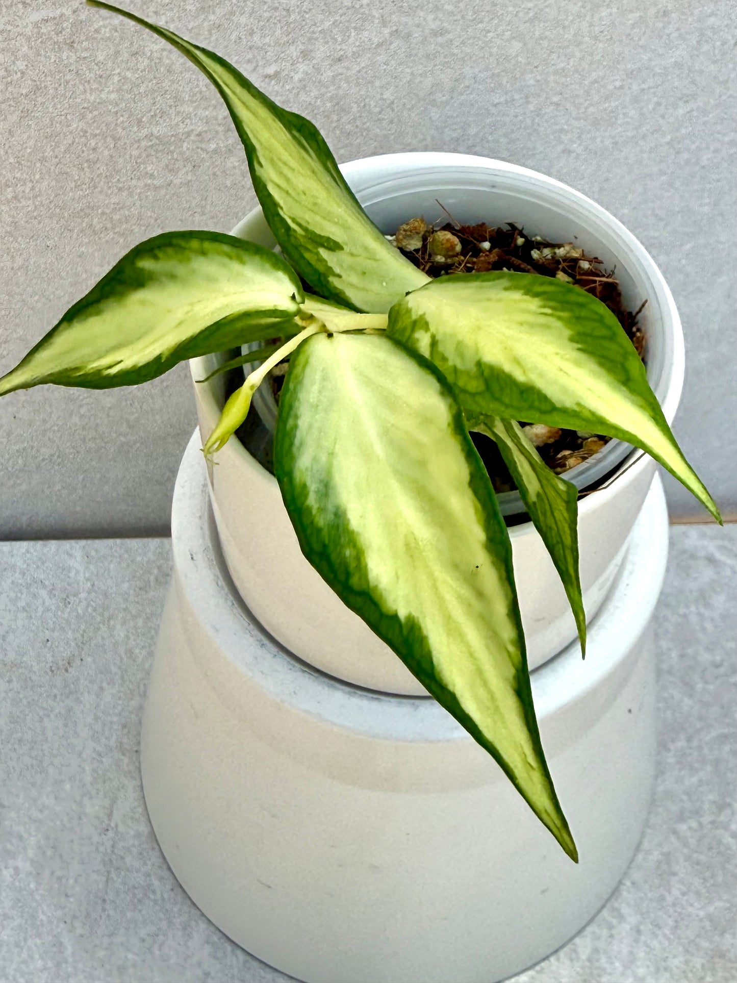 Hoya Polyneura Inner variegated