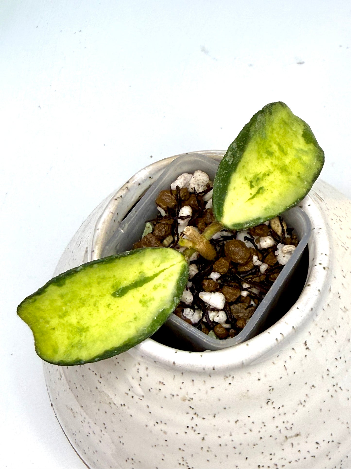 RARE Hoya Phuwuaensis Variegated