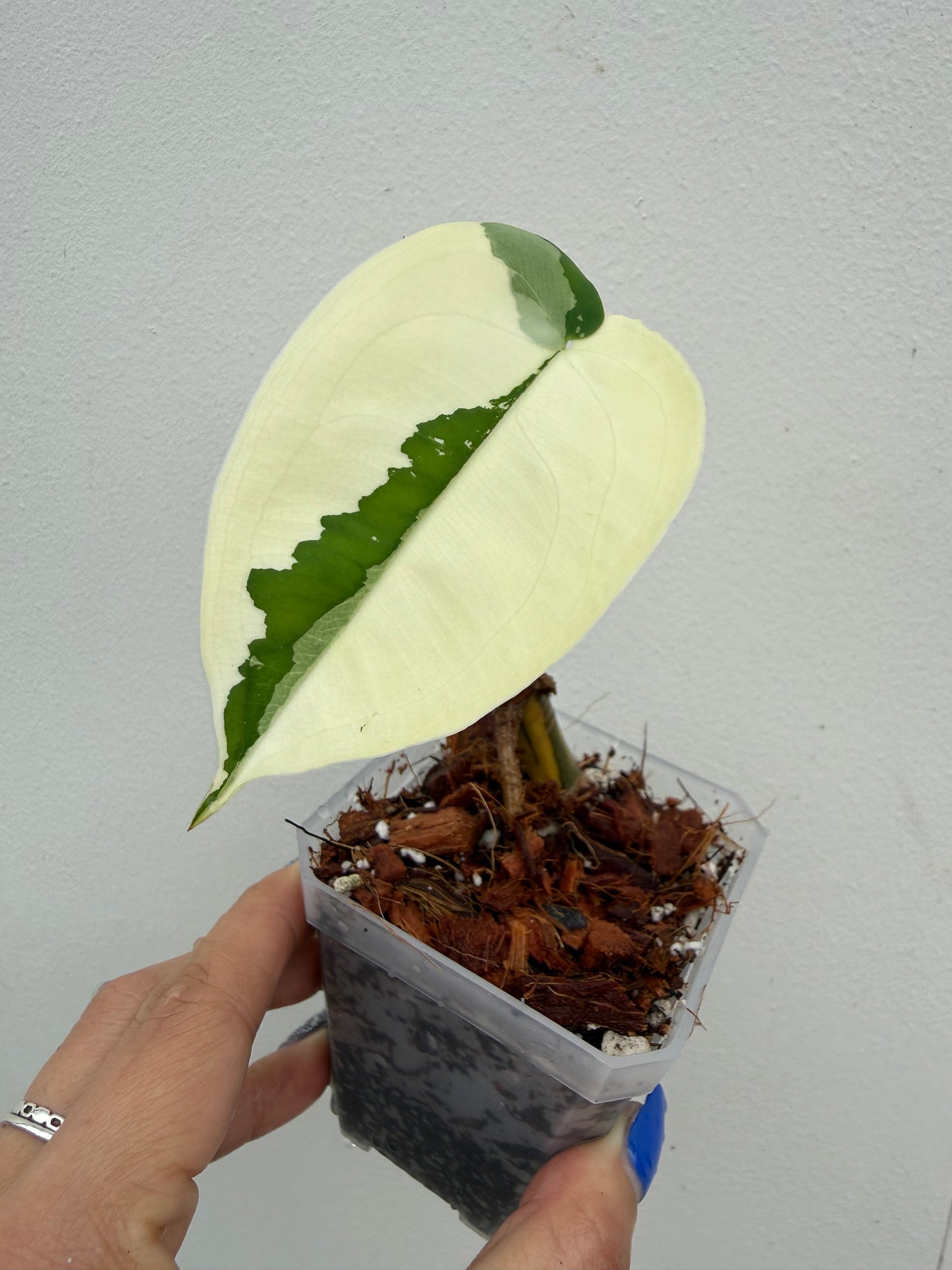 Syngonium Chiapense Variegated