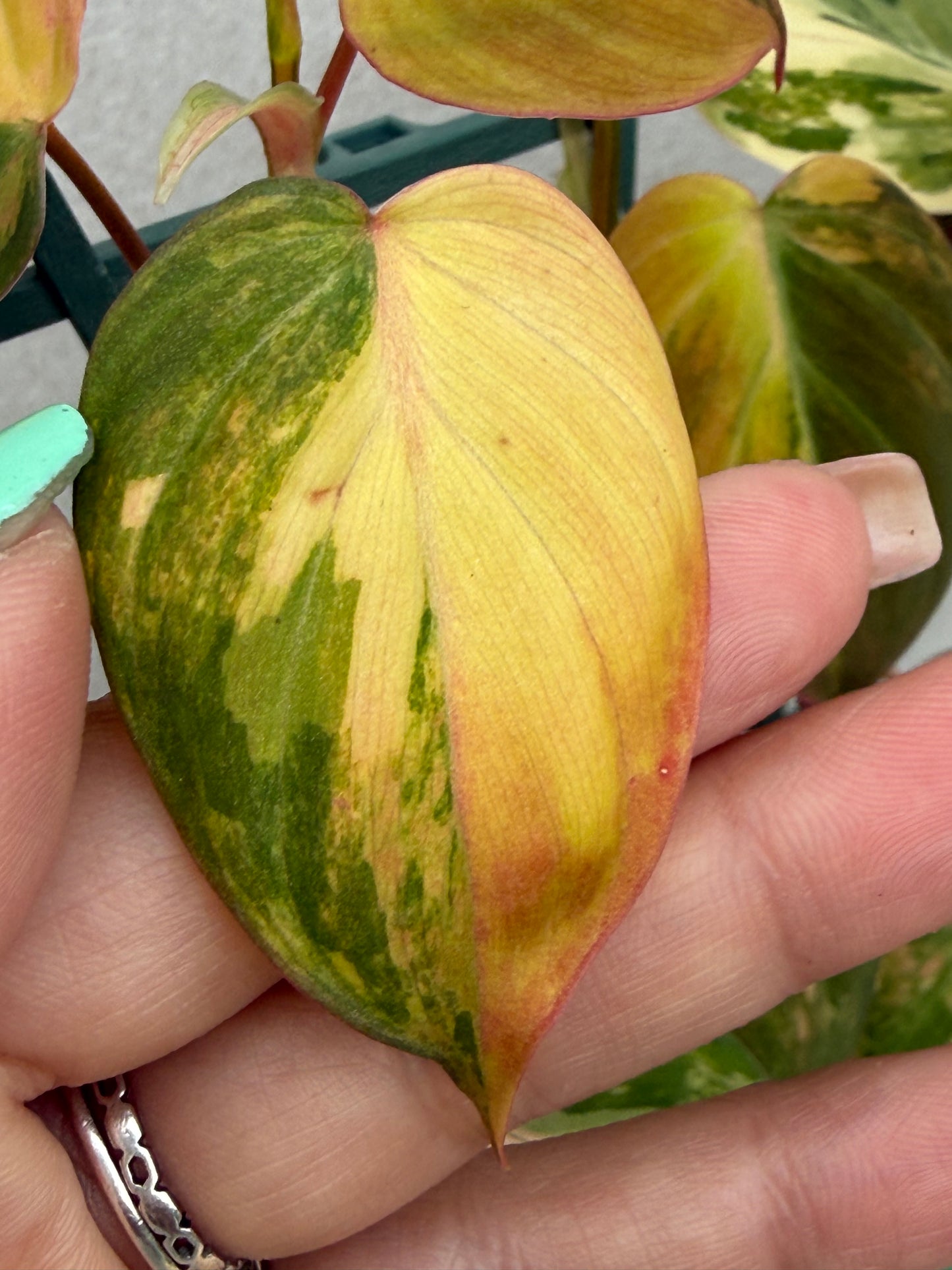Philodendron Micans Variegated Unrooted Cutting (grower’s choice)