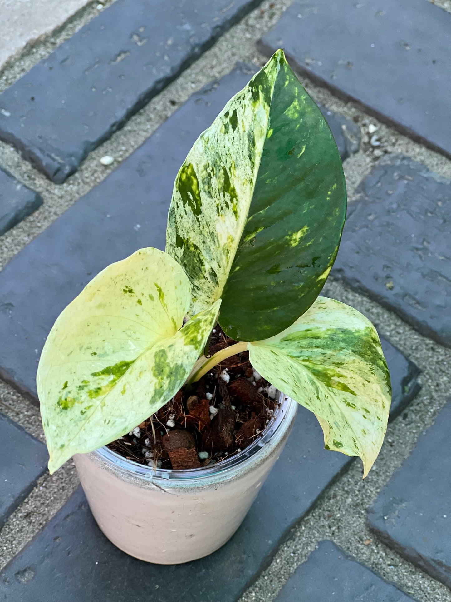 Rare White Sport Golden AKA "Scrambled Egg Epipremnum Aureum"