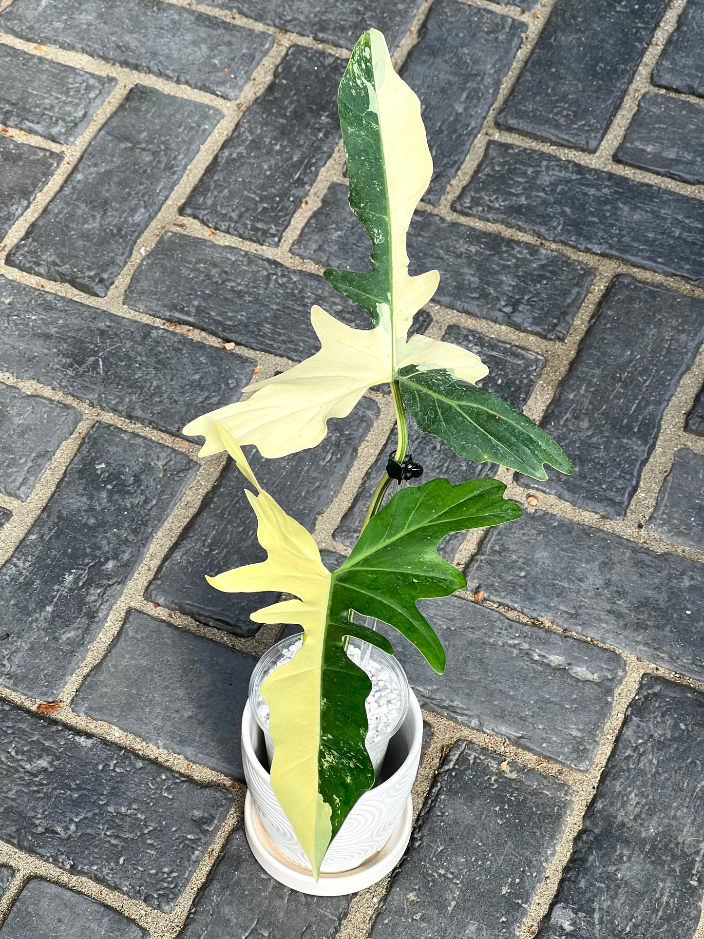 Philodendron Golden Dragon Variegated