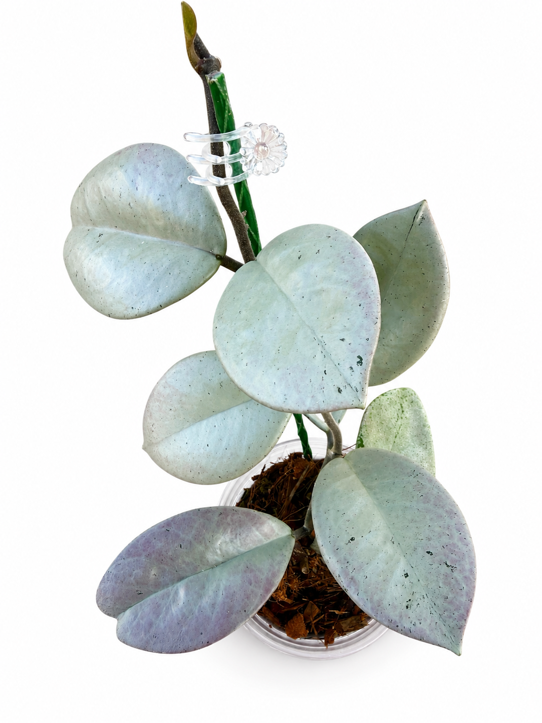 Hoya Carnosa TPQ-030 "Stardust Silver" - Unrooted Cutting - 1 node, 2 leaves - Grower's Choice