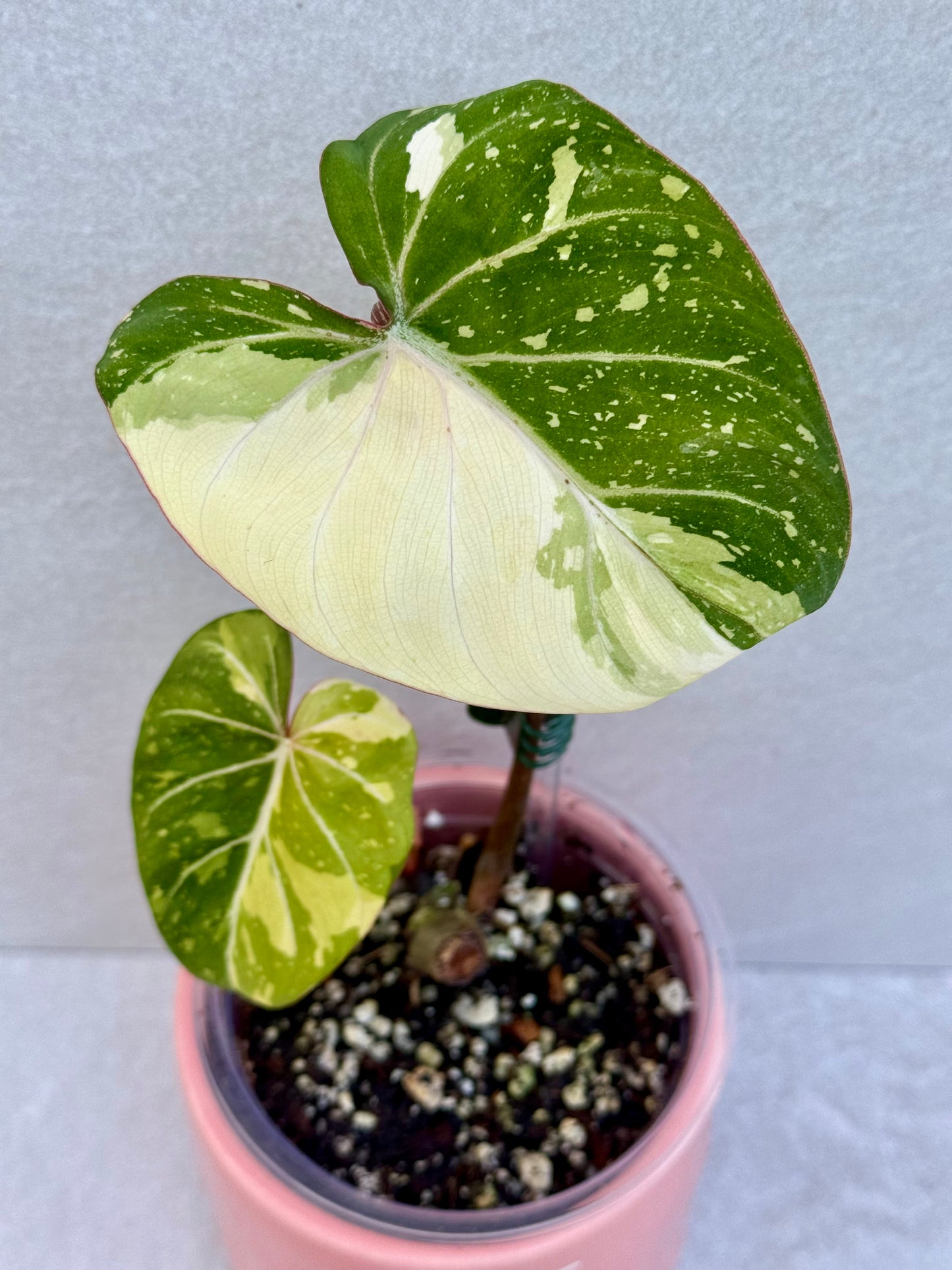 Philodendron Gloriosum Variegated