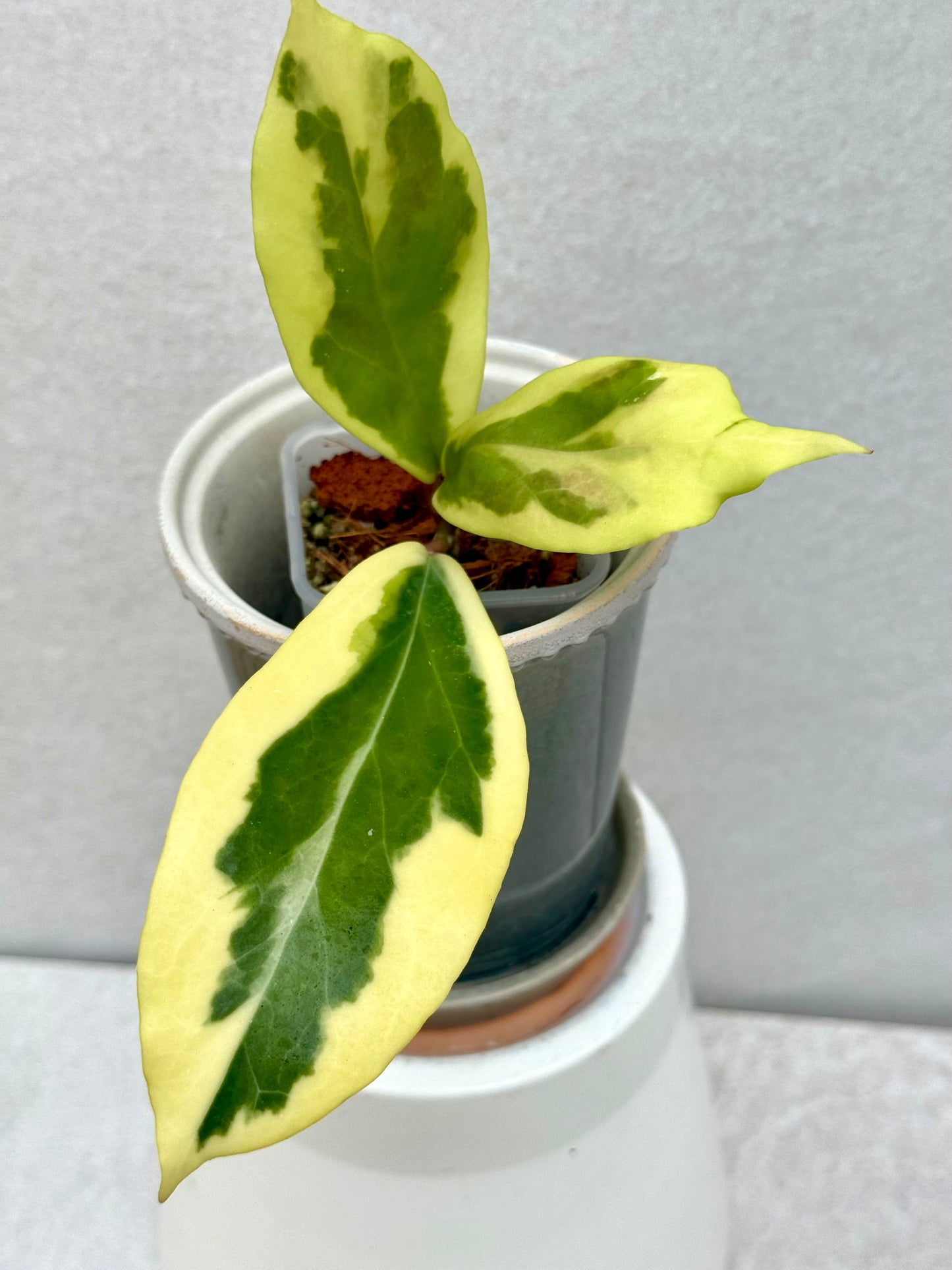 Hoya Ilagiorum Albomarginata