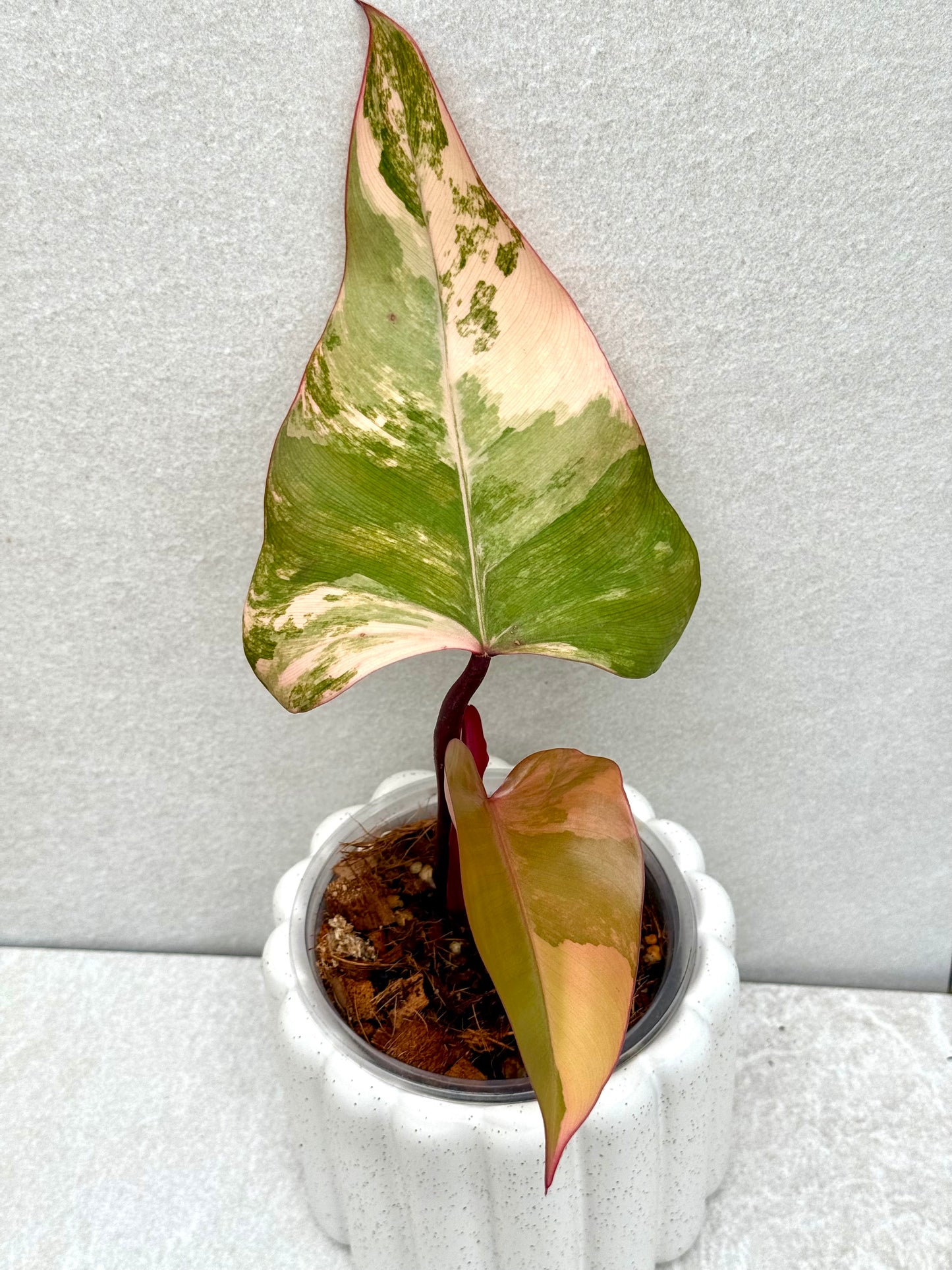 Philodendron Strawberry Shake