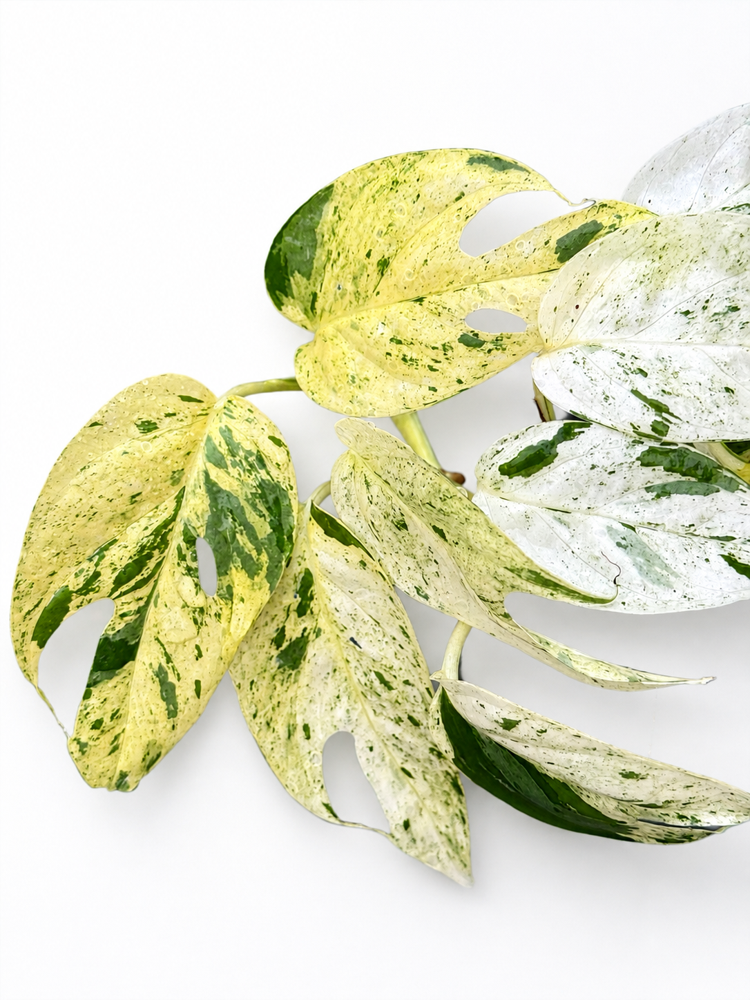 Epipremnum Pinnatum Marble Unrooted Cutting
