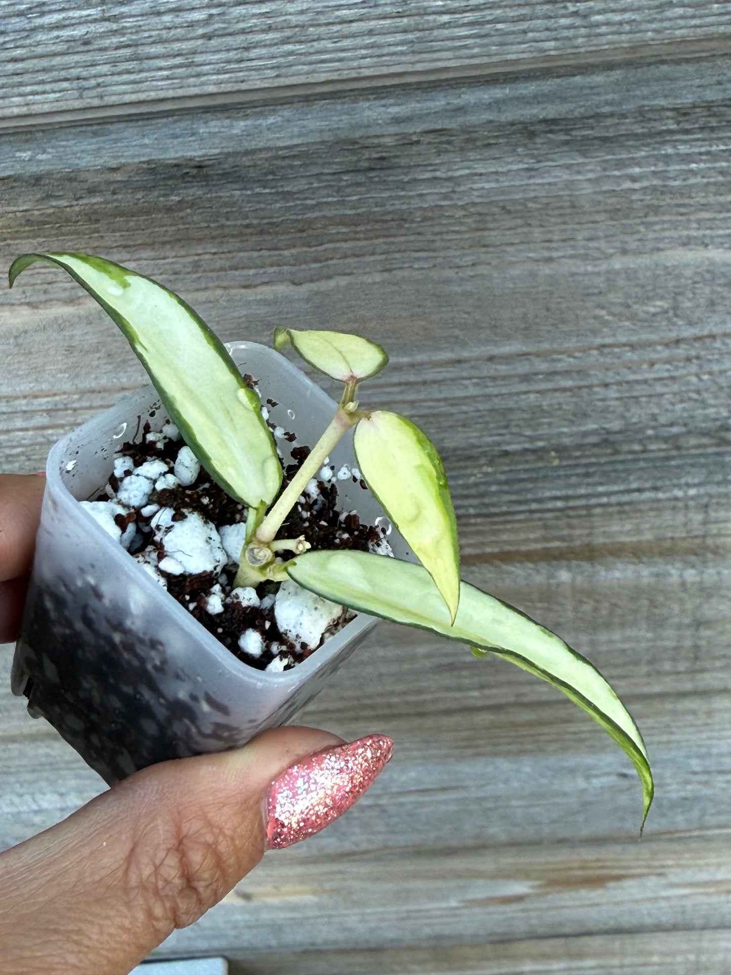 RARE Hoya Burmanica Variegated