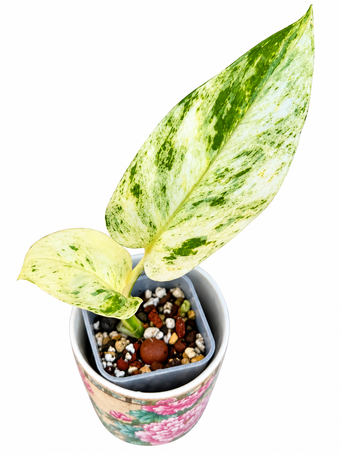 Rare White Sport Golden AKA "Scrambled Egg Epipremnum Aureum"