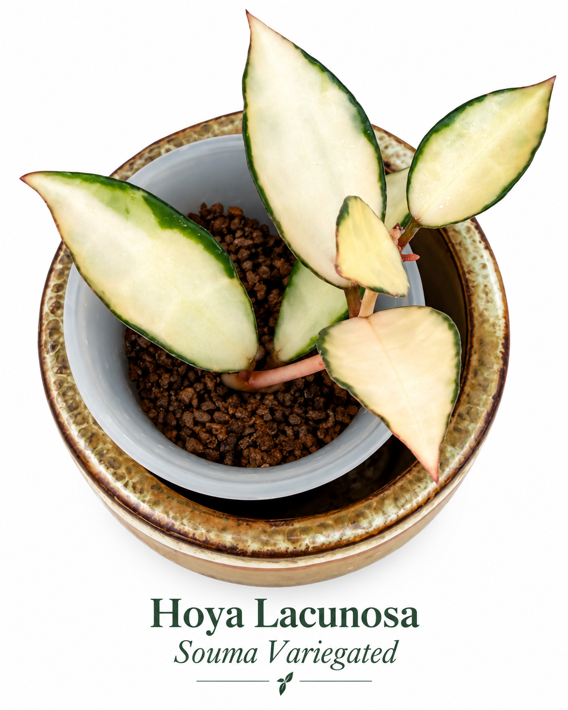 Hoya Lacunosa Variegated 4-Plant Combo – Asami Clone | Asami Inner Variegated | Minara | Souma Rooted Plants
