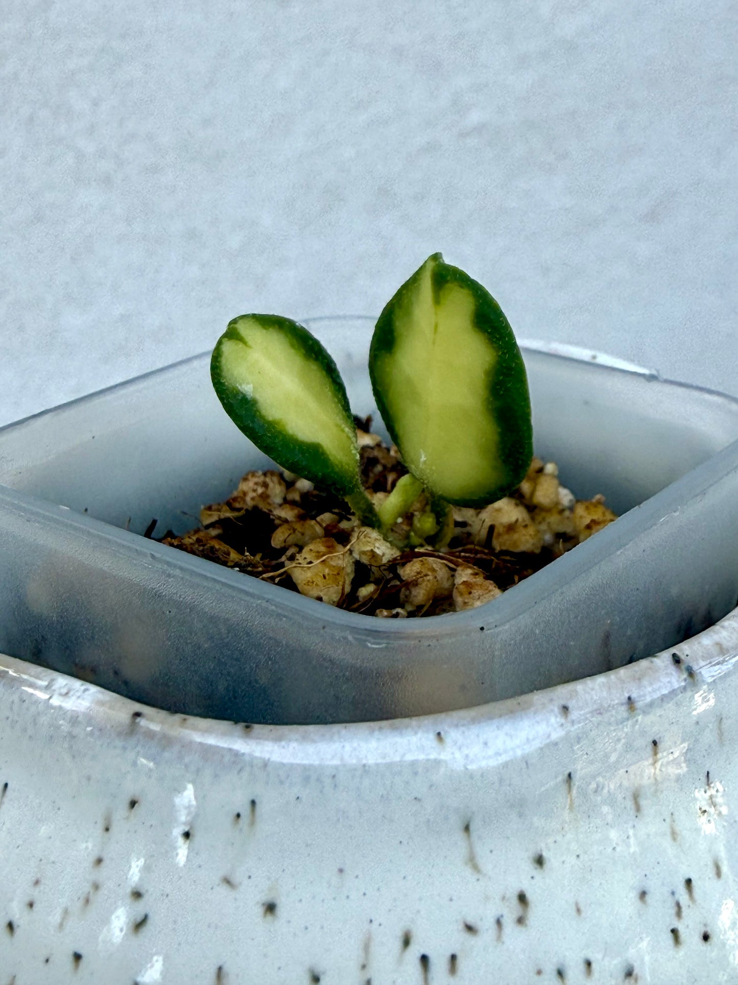 Hoya Tengchongensis Variegated