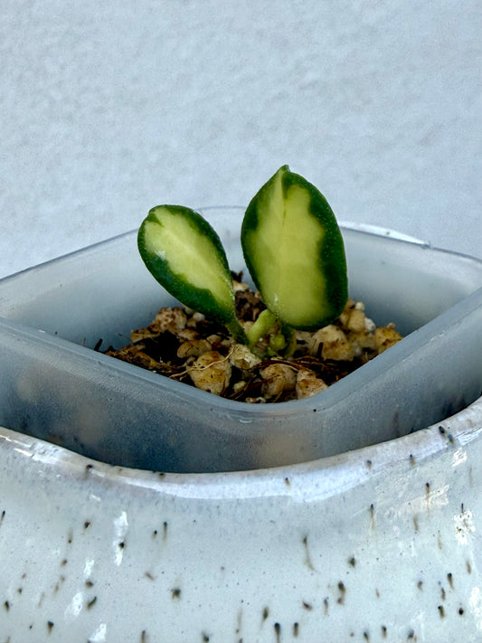 Hoya Tengchongensis Variegated