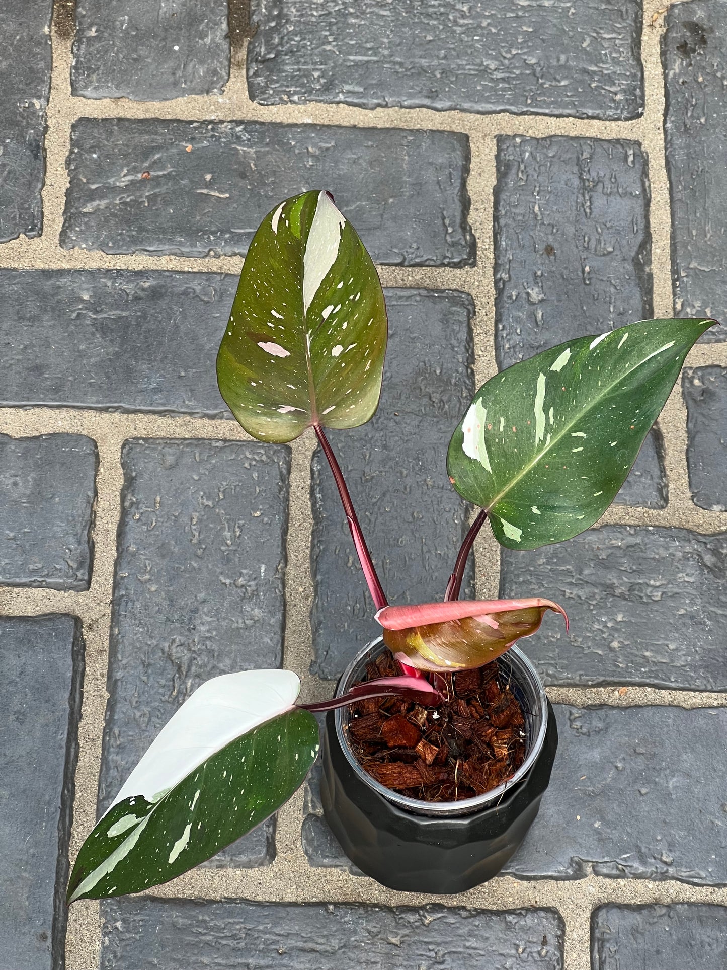 Philodendron Red Anderson