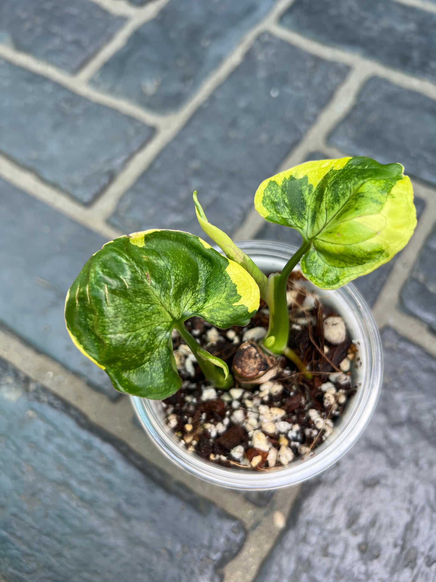 Syngonium Orm Thong/ Mango Allusion Variegated