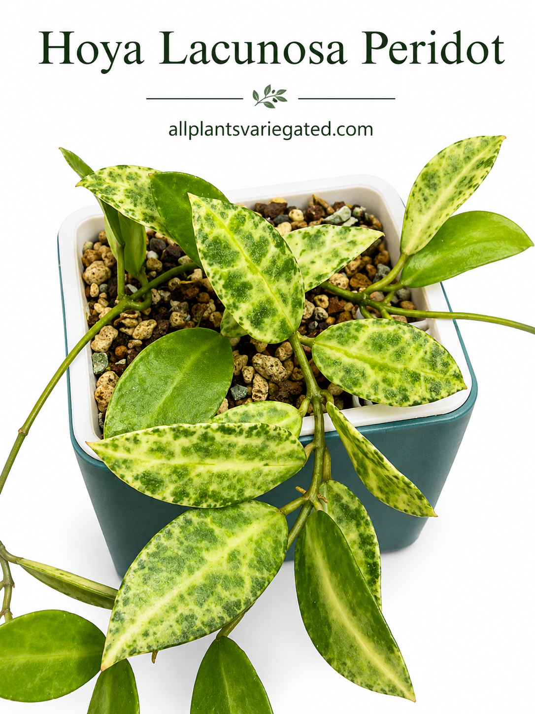 Rare Hoya Lacunosa Peridot | Unrooted Cutting