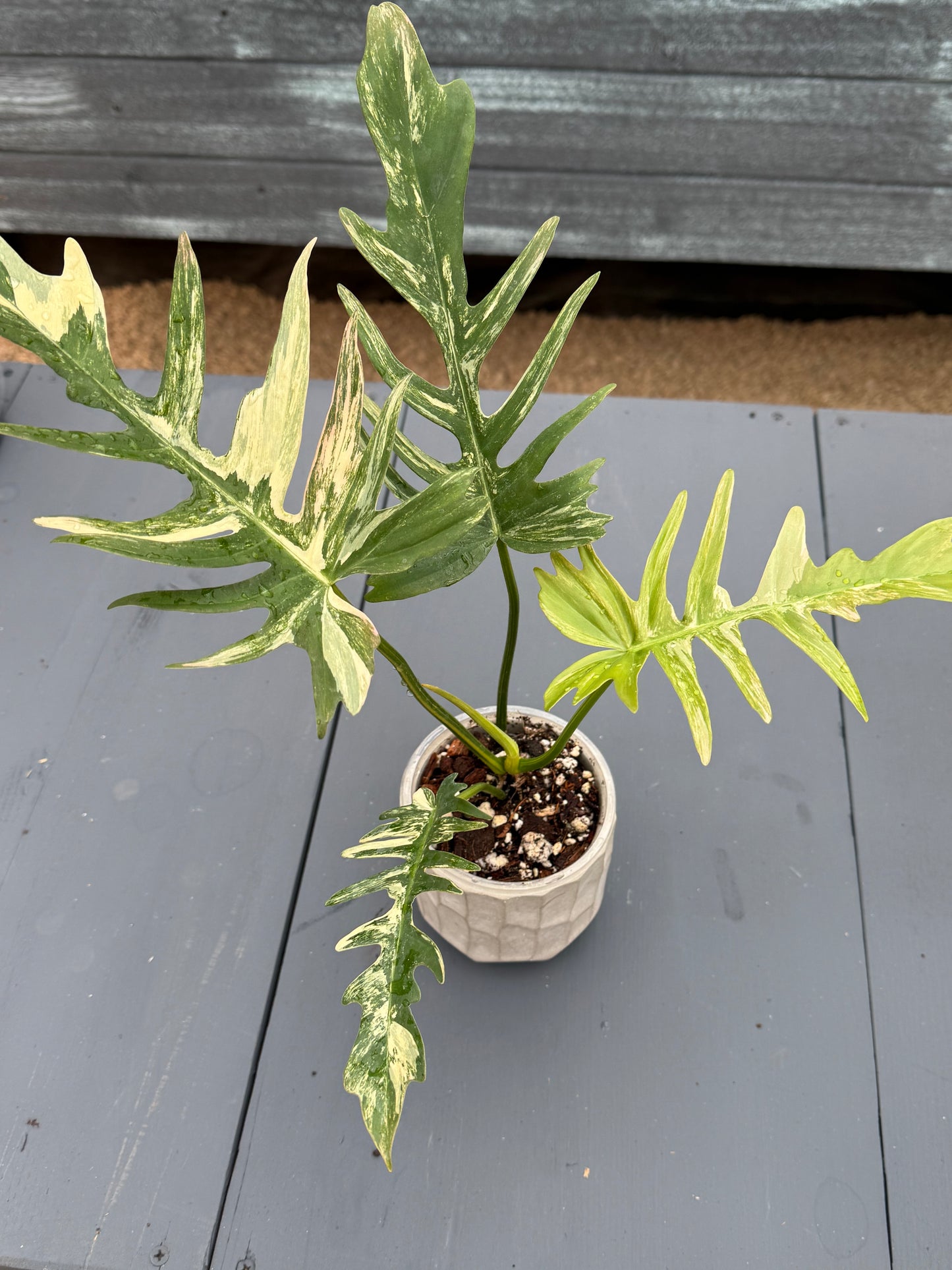 Philodendron Florida Beauty x Tortum