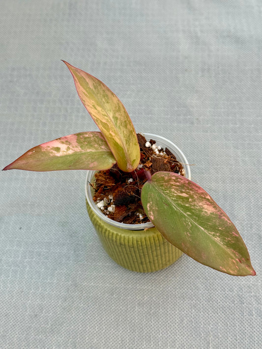 Philodendron Strawberry Shake